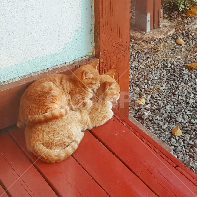 고양이,동물,자연,힐링,가을,전원,전원주택,전원생활,시골,산,낙엽,반려묘,반려동물,길냥이,엄마,모녀,nature,animal,cat,동물,animal,포유류,mammal,고양이,cat,kitten,kitty,가족,패밀리,family