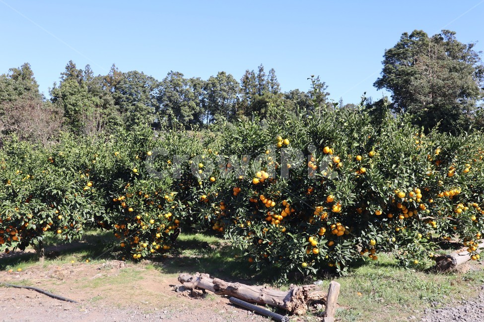 귤,귤밭,제주도,과일,fruit