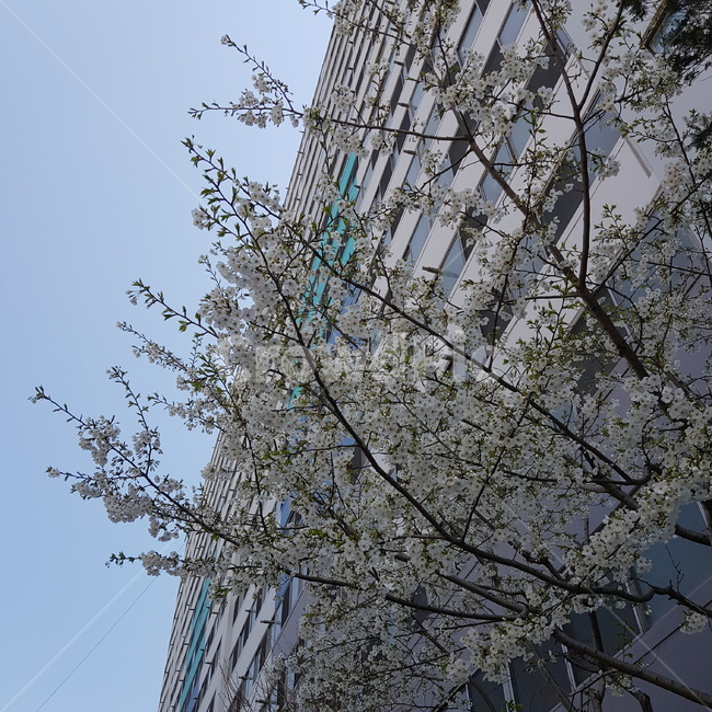 벚꽃,봄,하늘,꽃,건물,자연,아파트,핑크,나무,풍경,봄,계절,spring,season