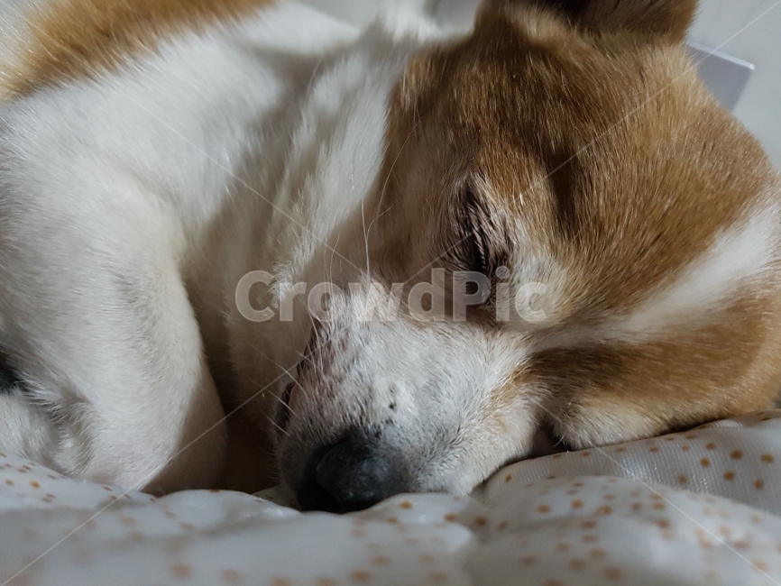 강아지,잠,겨울,이불,편안함,동물,animal,포유류,mammal,개,강아지,dog,doggy