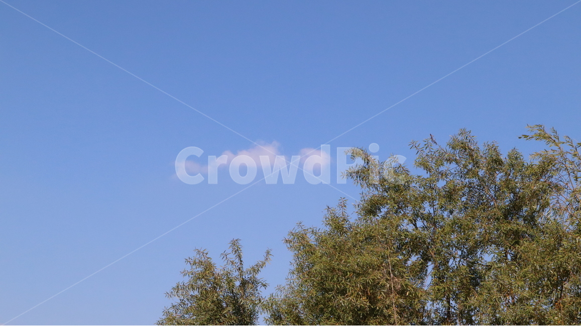 tree,나무,plant,식물,하늘,구름,가을,뭉게,맑음,날씨,cloud,sky
