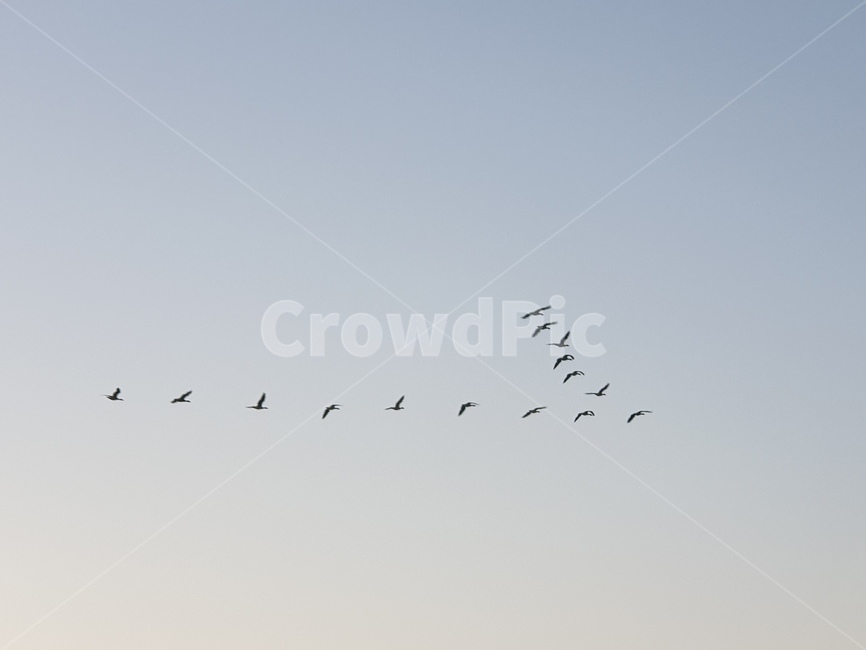 하늘,새,세때,동물,자연,bird,animal,동물,animal,조류,새,birds