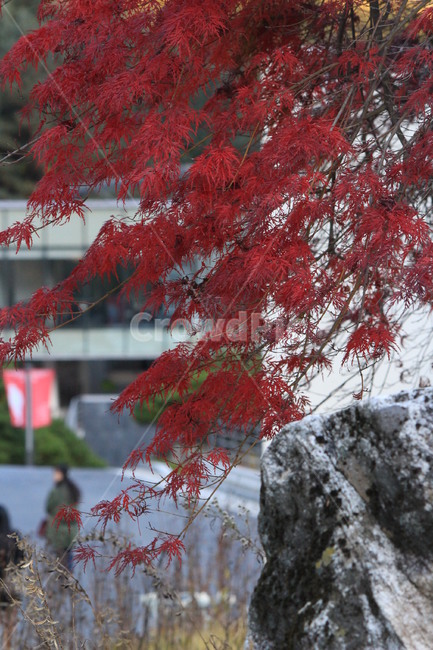 가을,단풍,낙엽,단풍잎,fall,autumn,leaves,가을,계절,fall,autumn,season,plant,식물,leaf,잎,tree,나무,maple
