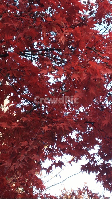 leaf,잎,plant,식물,tree,나무,단풍,maple,가을