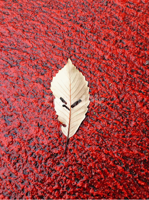 감성,가을,나뭇잎,자연,낙엽,빨간색,계절,단풍잎,레드,빨강,빨강색,red,식물,표정,fall,심술,단풍,열정,leaf,autumn,season,plants,nature,가을,계절,fall,autumn,season,plant,잎