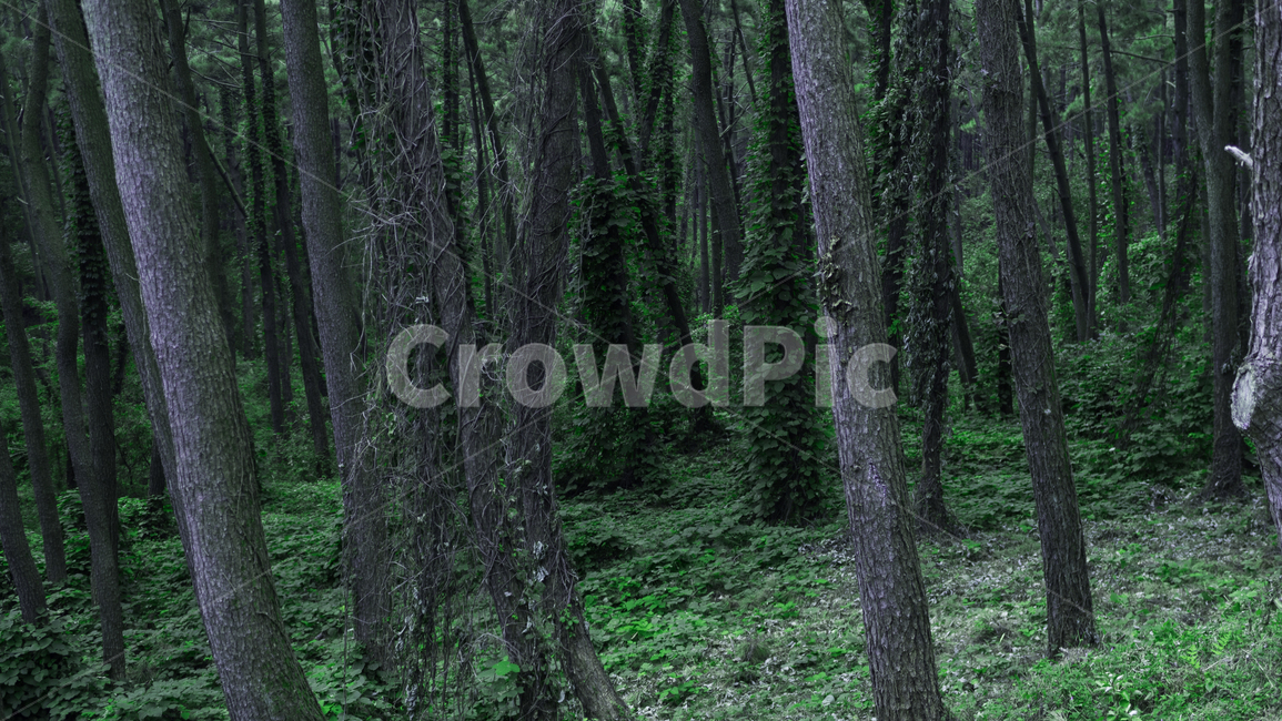 tree,나무,plant,식물,vegetation,나무줄기,treetrunk,초목,자연,풍경,nature,landscape,나무,trees,wood