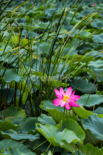 연꽃,여름,꽃,식물,자연,plant,flower,blossom,식물,자연,plants,nature,꽃,flower