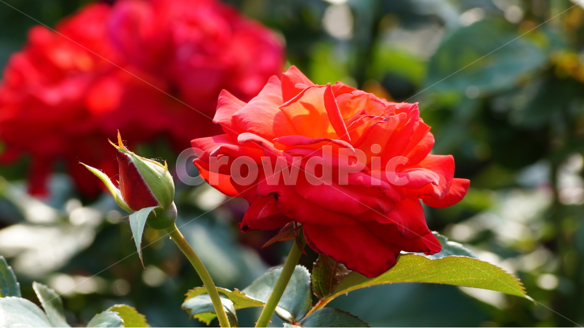 장미,꽃,꽃사진,식물,자연,식물,자연,plants,nature,꽃,flower
