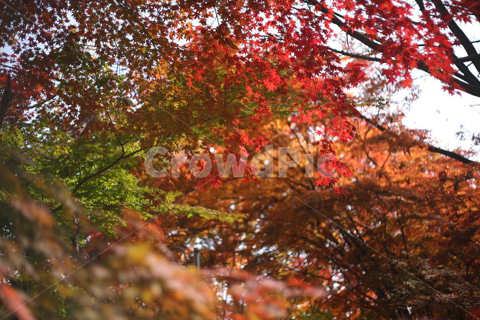 tree,나무,plant,식물,나무줄기,공원,자연,단풍,가을,계절,fall,autumn,season,자연,풍경,nature,landscape
