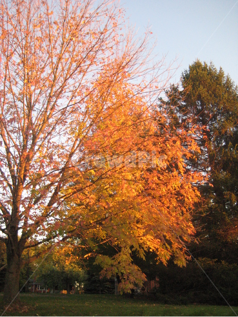 잎,나무,단풍,식물,maple,tree,leaf,plant,가을,fall,autum