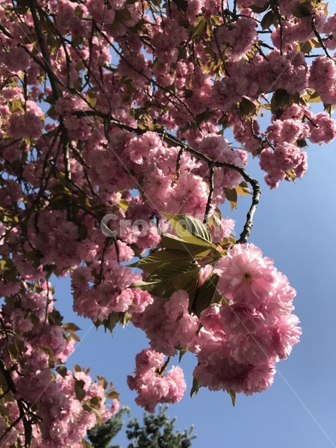 꽃,겹벚꽃,벚꽃,봄,벚꽃나무,겹벚꽃나무,왕벚꽃,봄꽃,봄,계절,spring,season,식물,자연,plants,nature,꽃,flower,plant,blossom