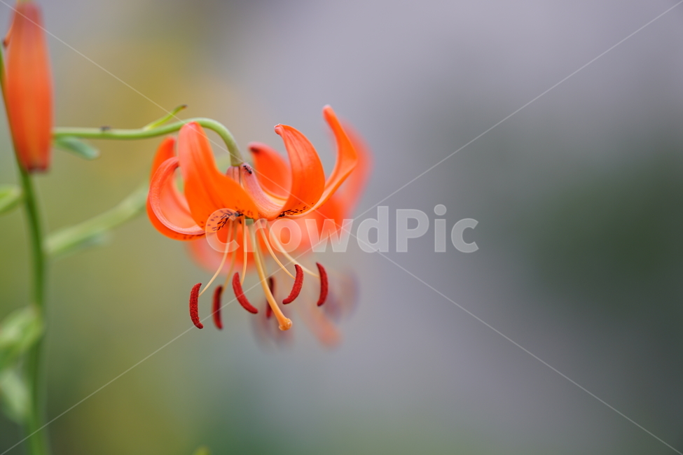 꽃,플라워,색감,컬러,주황색,오렌지빛,식물,접사,flower,생명,나리꽃,감성사진,자연,컬러풀,식물,자연,plants,nature,꽃,flower,감성,sensible,feeling,색깔,색상,색채,색감,color sense,color sensitivity,feeling of color
