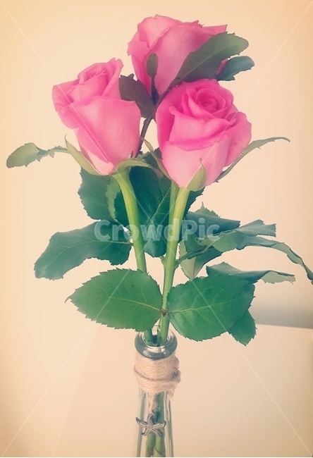 장미,꽃병,말린꽃,꽃,꽃장식,장식,flower,핑크꽃,분홍꽃,여유,시간,장식품