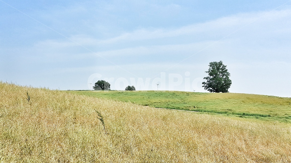초원,녹색,초록,나무,하늘,언덕,자연,풍경,tree,hill,sky,nature,landscape,유기농,친환경,산소,들판,보리,보리밭,식물