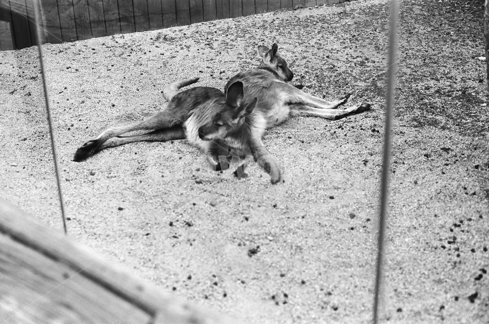 동물원,캥거루,흑백사진,흑백,필름사진,새끼동물,animal,kangaroo,동물,커플,동물,animal,포유류,mammal,흑백,모노톤,monochrome,black and white