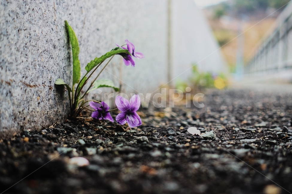 제비꽃,길,봄,섬진강,생명력,식물,자연,plants,nature,꽃,flower
