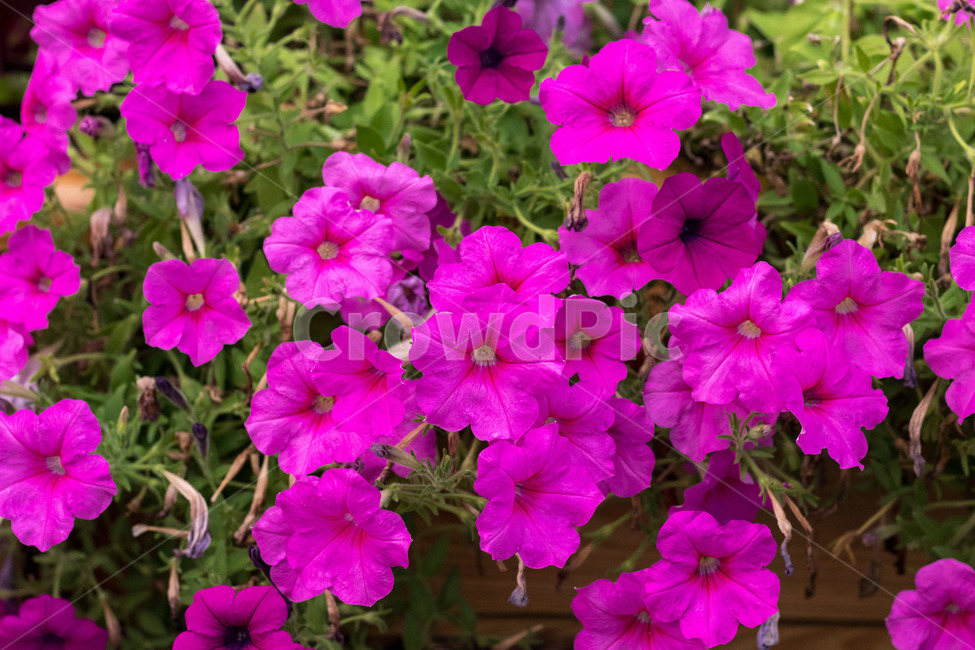 개나리,봄,꽃,장미,꿀벌,국화,야생화,식물,자연,plants,nature,꽃,flower