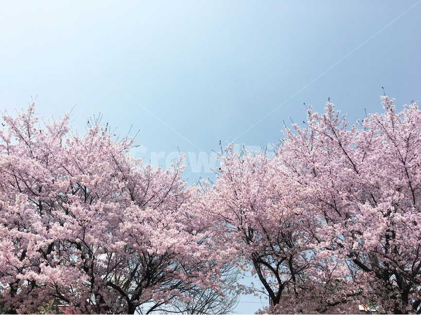 벚꽃,봄이미지,봄,봄꽃,벚꽃사진,봄사진,꽃나무,벚꽃나무,산책길,산책,꽃놀이,분홍색,분홍,맑은하늘,파란하늘,햇빛,봄,계절,spring,season,식물,자연,plants,nature,꽃,flower,plant,blossom