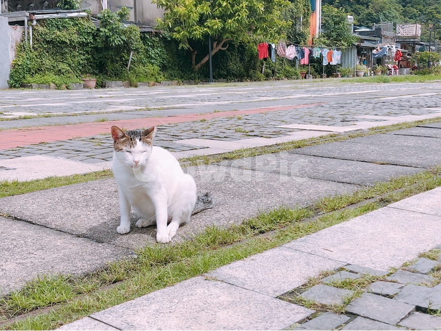 고양이,동물,귀여운,길고양이,하얀색,cute,animal,cat,동물,animal,포유류,mammal,고양이,cat,kitten,kitty