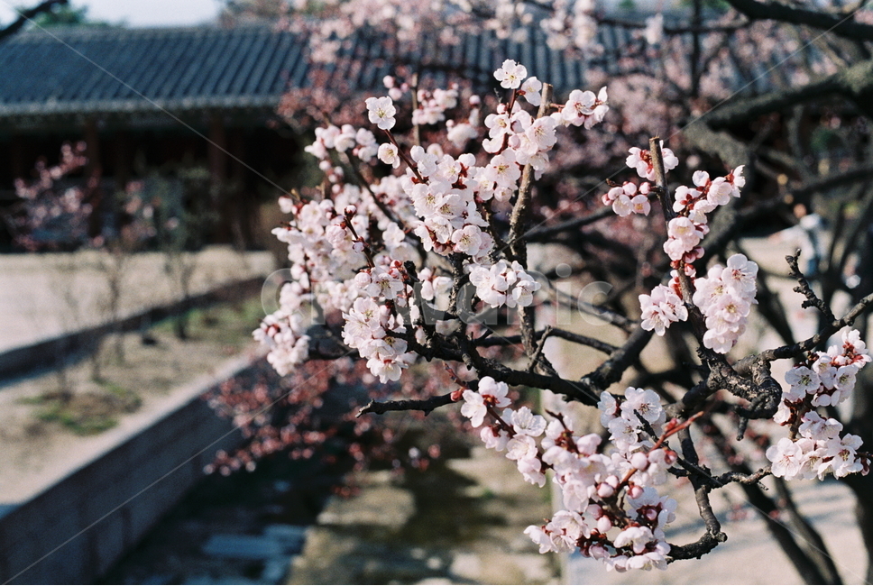 벚꽃,필름,필름카메라,꽃,고궁,봄,계절,spring,season,식물,자연,plants,nature,꽃,flower,감성,sensible,feeling,plant