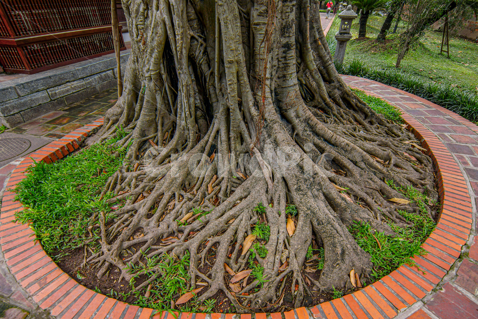 식물,뿌리,나무,자연,plant,root