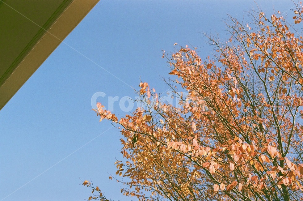 단풍,나무,가을,자연,잎,maple,식물,tree,plant,leaf,autumn,nature,fall