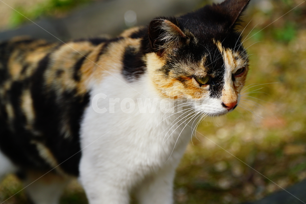 고양이,길고양이,동물,포유류,cat,animal,야옹,냐옹,야옹이,냐옹이,삼색고양이,4월,봄,april,spring,풍경,landscape,alleycat,짐승,식물,꽃밭,화단,동물,animal,포유류,mammal,고양이,cat,kitten,kitty