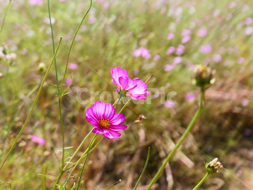 코스모스,국화과,한해살이꽃,한해살이식물,꽃밭,식물,자연,plants,nature,꽃,flower