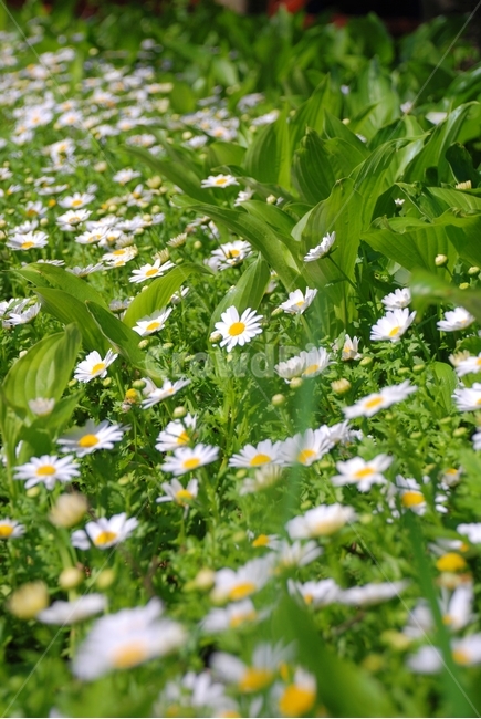 꽃,봄,식물,자연,흰꽃,들꽃,봄,계절,spring,season,식물,자연,plants,nature,꽃,flower,plant,blossom,daisies,데이지,daisy