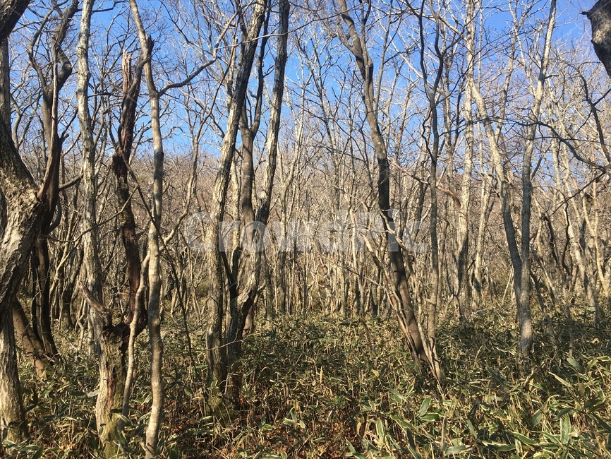 숲,자연,나무,한라산,빛,초록,제주,황량,봄,자연,풍경,nature,landscape,vegetation,초목,plant,식물,tree,outdoors,옥외,forest,land,땅,woodland,삼림지,grove,작은 숲