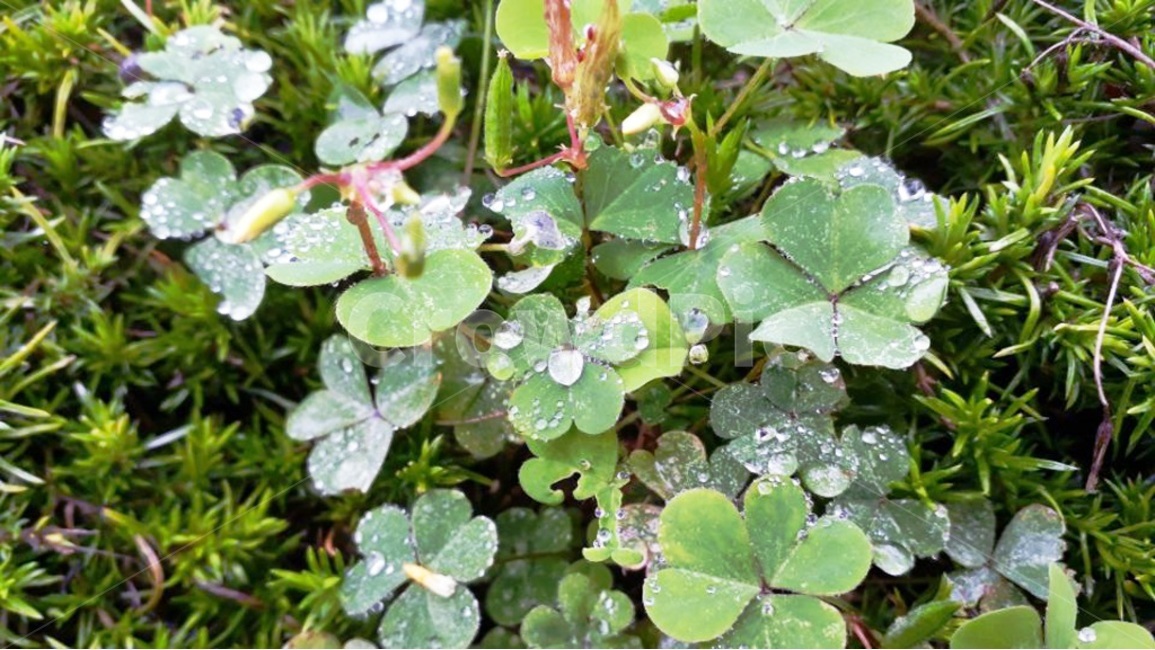자연,이슬,아침,새벽,풀,잎사귀,상쾌함,식물,자연,plants,nature