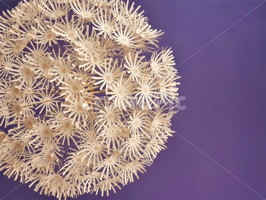 인테리어,장식,꽃모양,상들리에,보라색,배경,심플,interior,decoration,aflowerfigure,light,purple,background,simple,이쁘다,꾸미다,포인트,가구,사물,물건,오브젝트,thing,object,matter