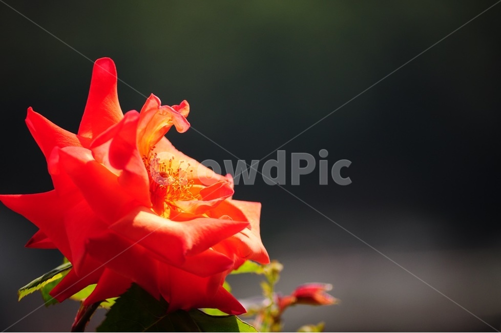 장미꽃,장미,넝쿨장미,미니장미,유월장미,식물,자연,plants,nature,꽃,flower