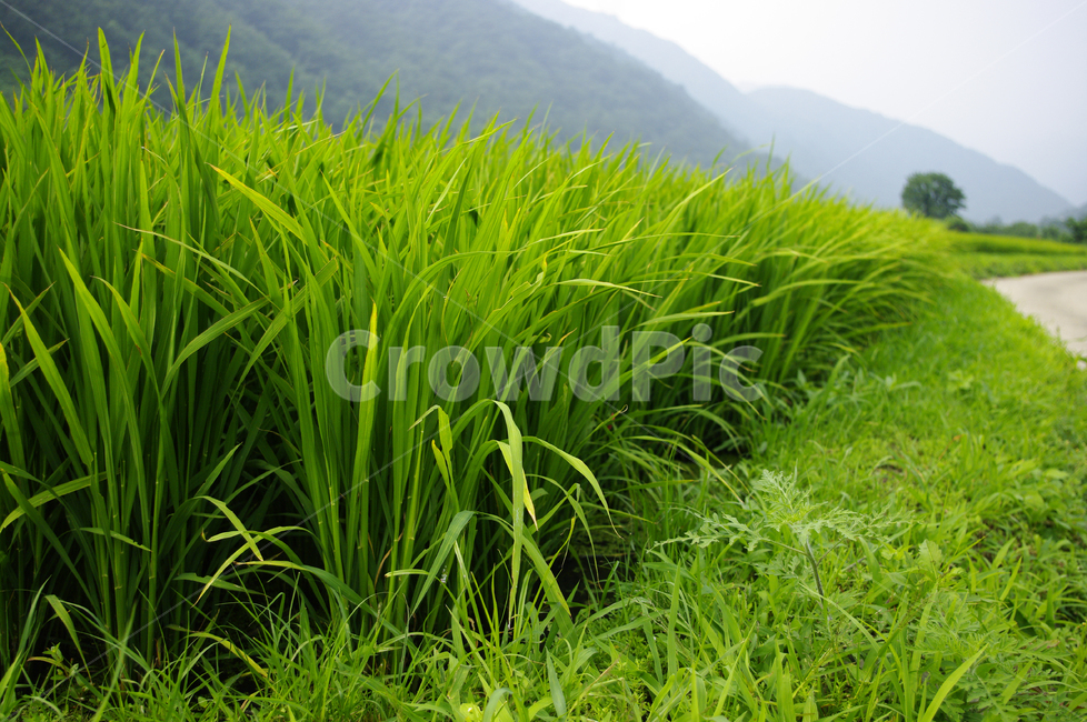 벼,논,식물,plant,초록,산업,industry,industrial,농업,농사,agriculture,farming,farming industry