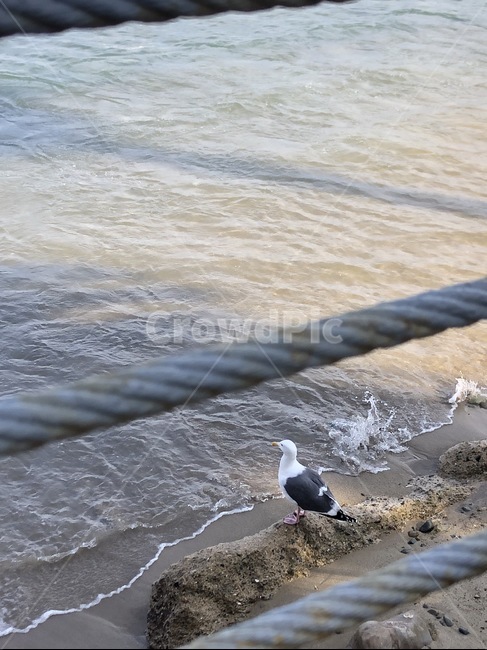 바닷가,해변,갈매기,ocean,바다,해변,바다,beach,sea,동물,animal,조류,새,birds
