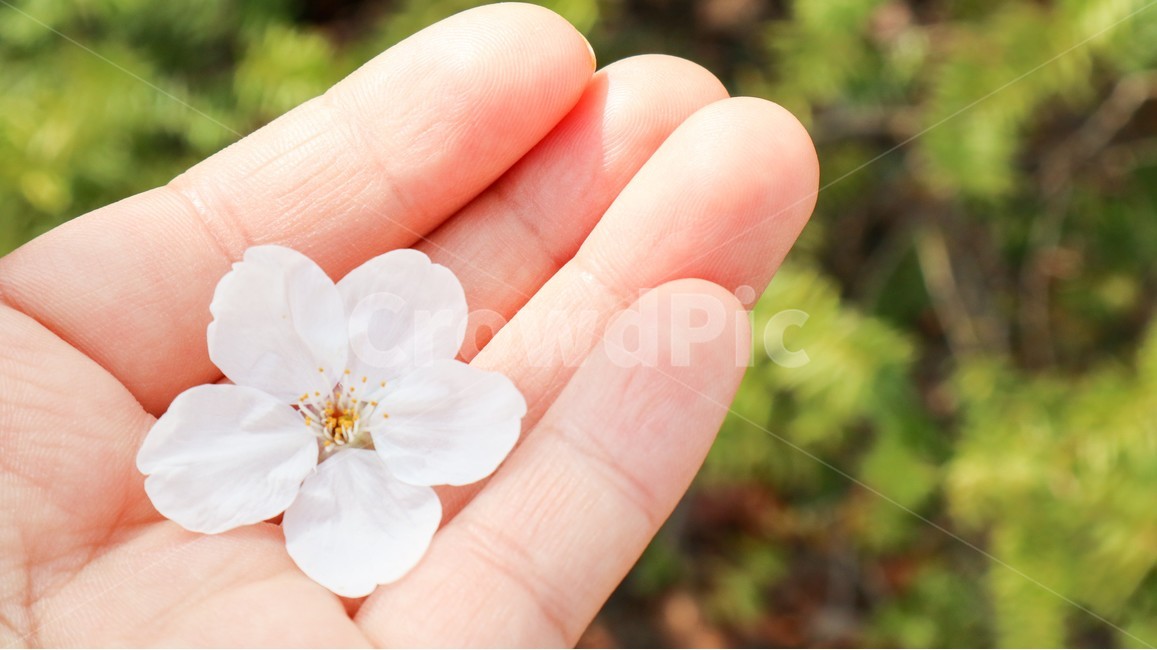 벚꽃,꽃,자연,꽃잎,계절,spring,season,식물,plant,human,person,신체일부,몸,body,feeling,사쿠라,flower,손가락,손,감성,따뜻함,포근함,감수성,봄꽃,봄이미지,꽃송이,감성사진,봄