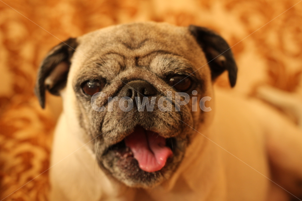 하품,강아지,애완동물,퍼그,귀여움,동물,animal,포유류,mammal,개,강아지,dog,doggy