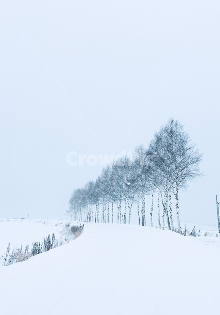 눈,후라노,비에이,나무,삿포로,겨울,계절,winter,season,자연,풍경,nature,landscape,outdoors,옥외,snow