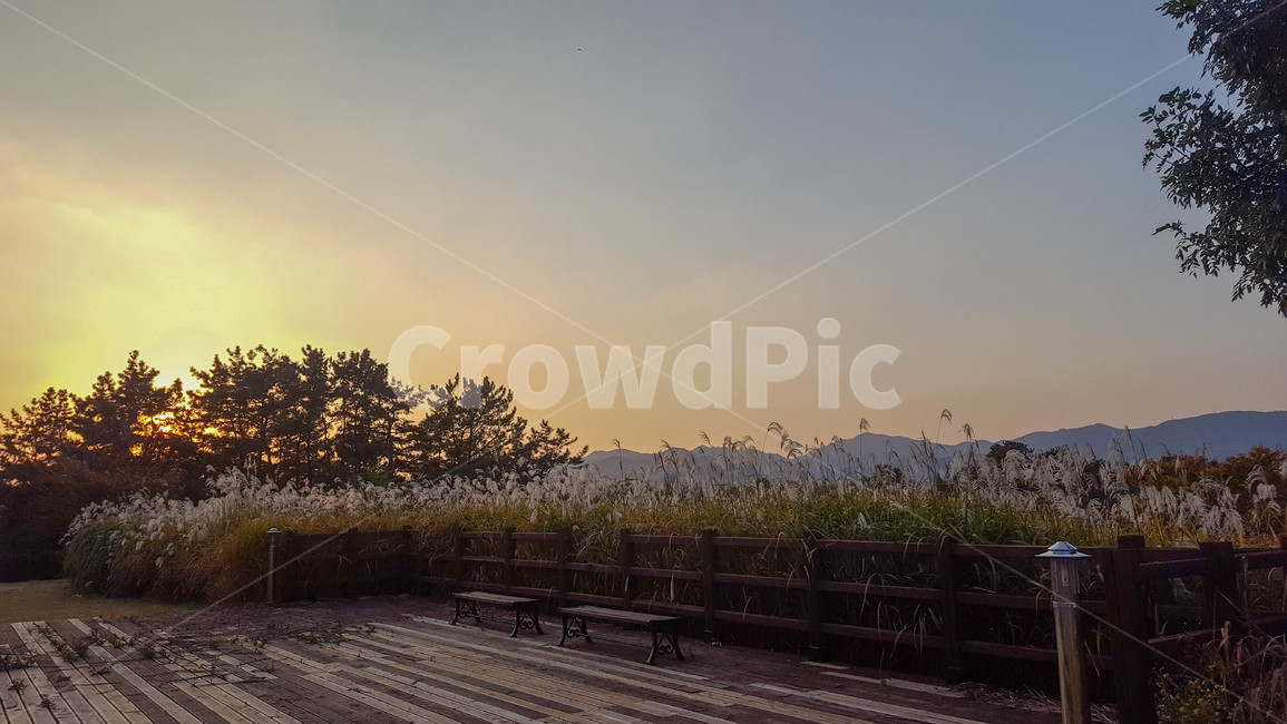 가을,갈대,하늘,노을,sunset,가을,계절,fall,autumn,season,자연,풍경,nature,landscape,outdoors,옥외