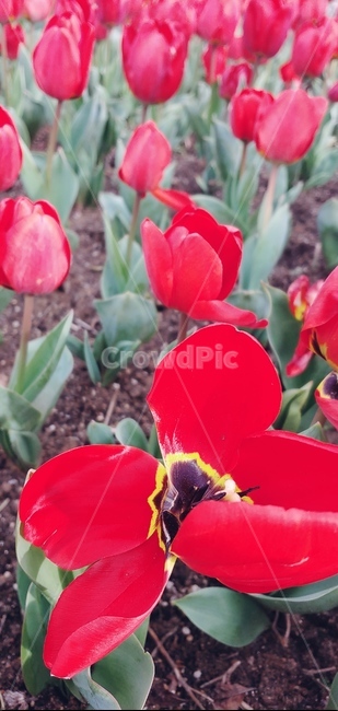 plant,식물,꽃,봄,정원