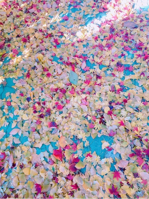 단풍,은행,길거리,가을,겨울,낙엽,가을,계절,fall,autumn,season,paper,종이