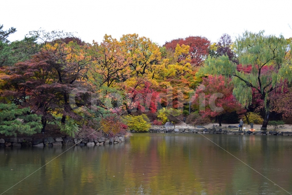 창경궁,가을,단풍,풍경,고궁,서울,낙엽,도심지,명소,자연,비경,단풍나무,춘당지,가을색,가을색채,오색,자연,풍경,nature,landscape,가을,계절,fall,autumn,season,water,물,outdoors,옥외