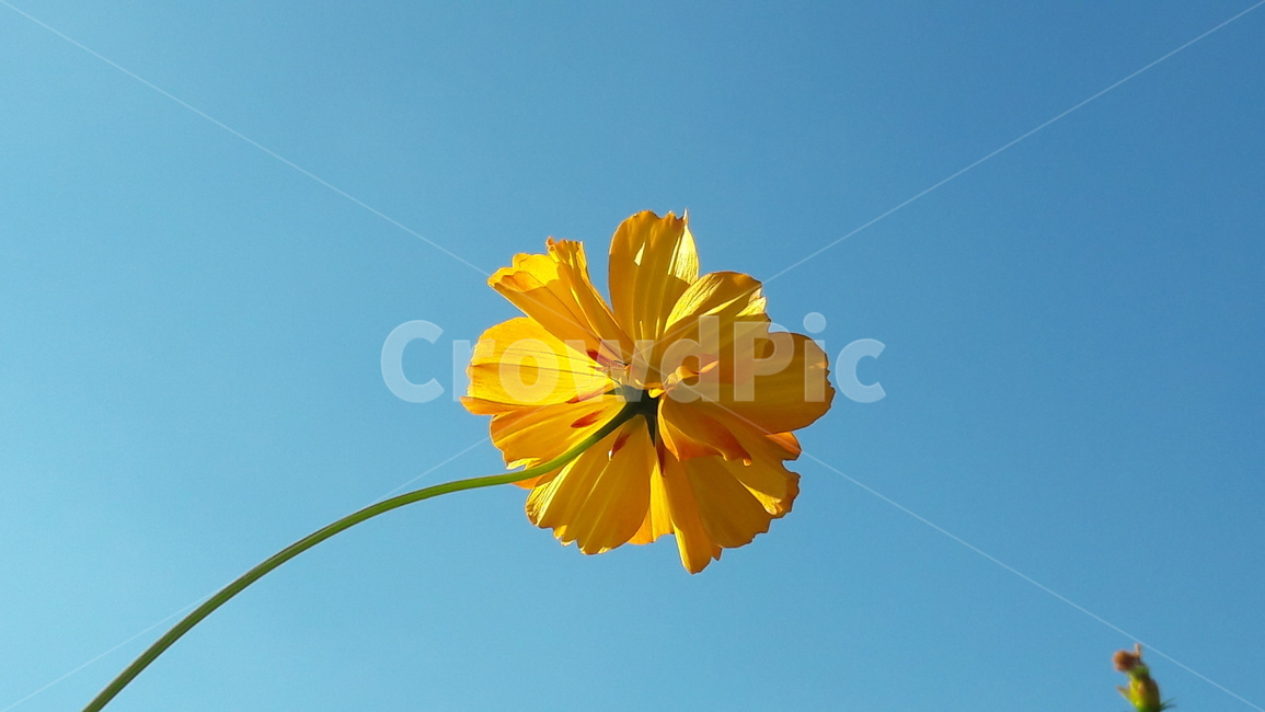 꽃,가을,하늘,아름다움,자연,식물,자연,plants,nature,꽃,flower