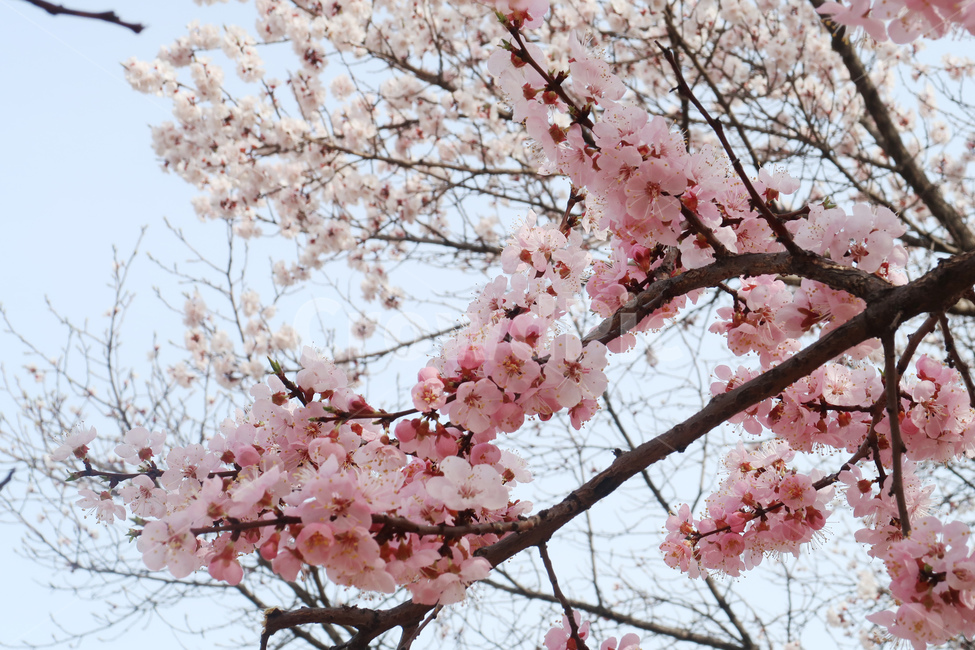 봄,벚꽃,꽃,spring,cherryblossom,꽃송이,flower,분홍,핑크,나무,벚나무,봄,계절,spring,season,식물,자연,plants,nature,꽃,flower,plant,blossom