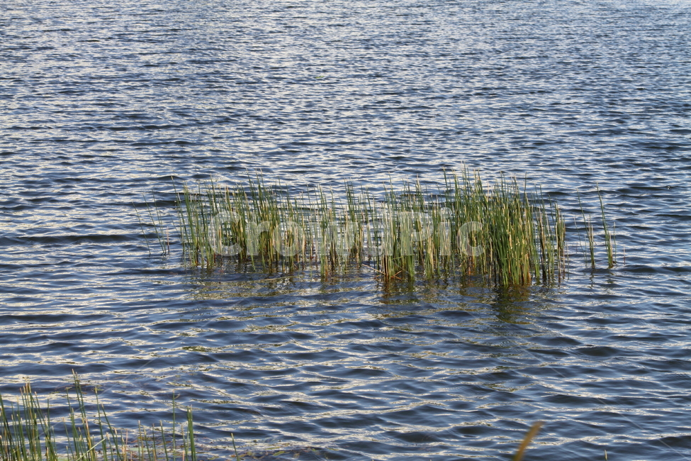 수초,수생식물,연못,plant,water,자연,풍경,nature,landscape,식물,grass,잔디,물,outdoors,옥외