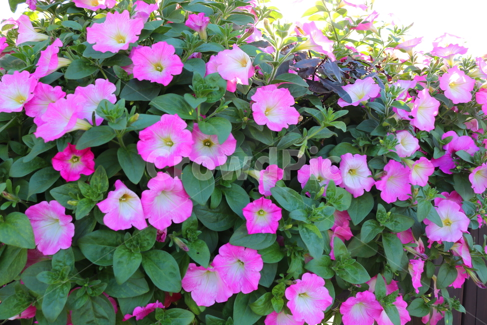 꽃,페튜니아,페튜니아꽃,식물,자연,페츄니아,분홍꽃,식물,자연,plants,nature,꽃,flower