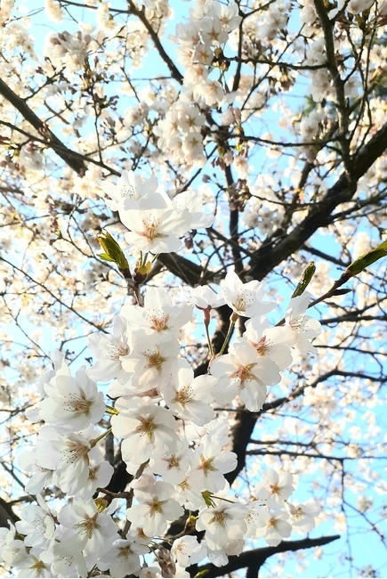 plant,식물,flower,꽃,벚꽃,봄,spring,blossom