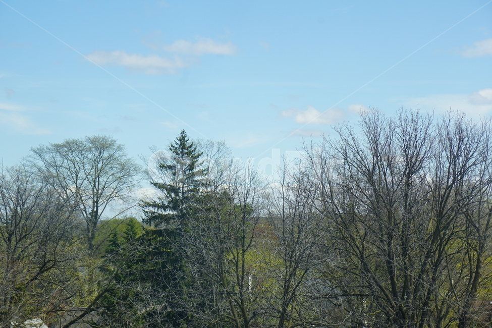 자연,파란하늘,나무,nature,tree,bluesky,자연,풍경,nature,landscape,plant,식물,fir,전나무