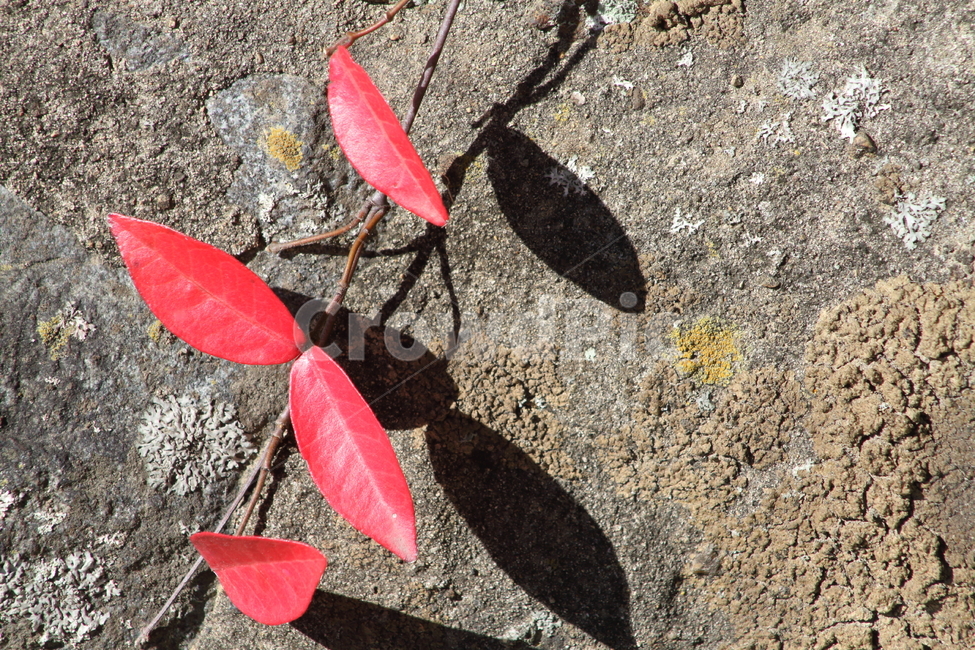 단풍,잎,마삭줄,redleaves,plant,그림자,Trachelospermum,가을,계절,fall,autumn,season,leaf,식물,ground,바닥