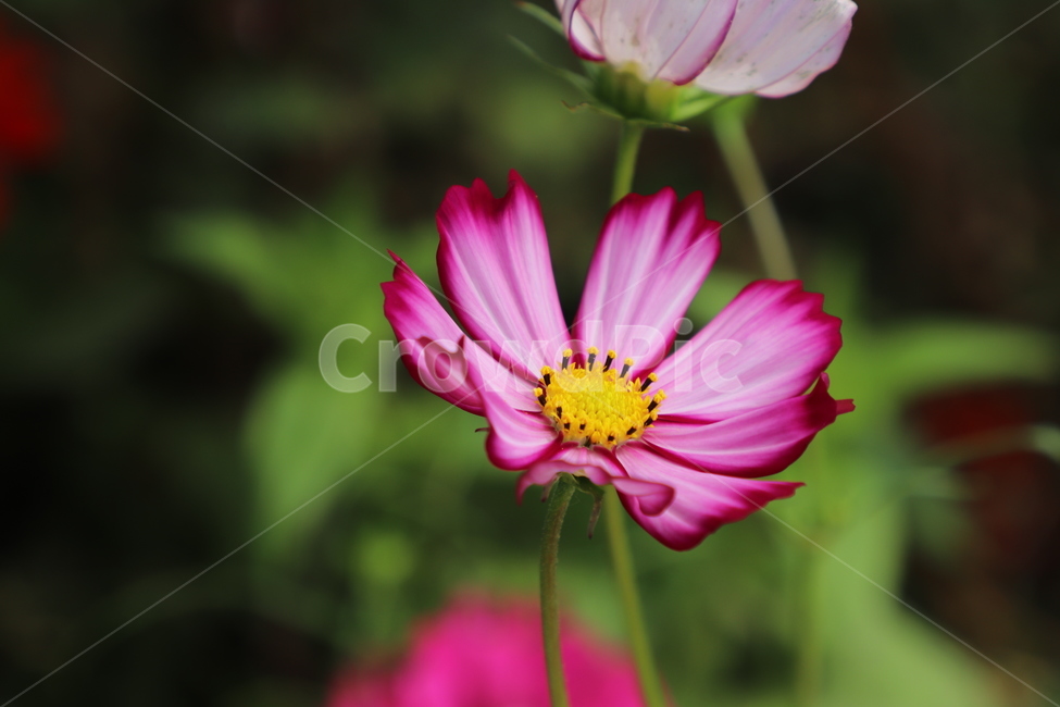 코스모스,꽃,자연,식물,가을,식물,자연,plants,nature,꽃,flower